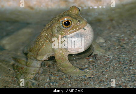 green toad or variegated toad Bufo viridis Stock Photo