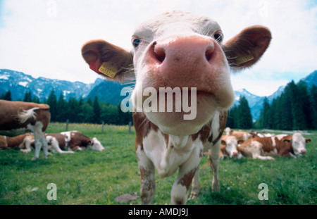 domestic cattle Bos primigenius f taurus portrait frontal Austria Tyrol