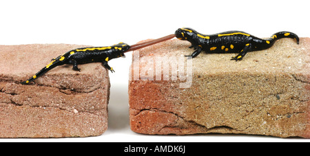 fire salamander European fire salamander Salamandra salamandra two individuals pulling at a worm Stock Photo
