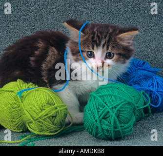 Tabby Kitten Playing With Wool Stock Photo