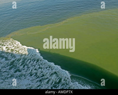 Cyanobacteria Cyanophyta blue green algae algal bloom Stock Photo