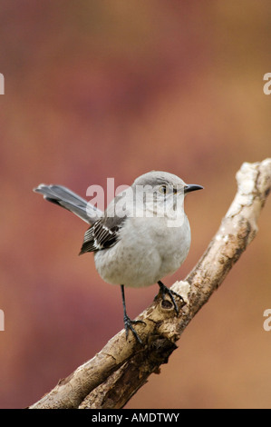 Mockingbird Perched on Twig with Autumn Color Behind Floyd County Indiana Stock Photo
