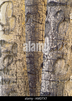 Close-Up of Aspen Trees British Columbia, Canada Stock Photo