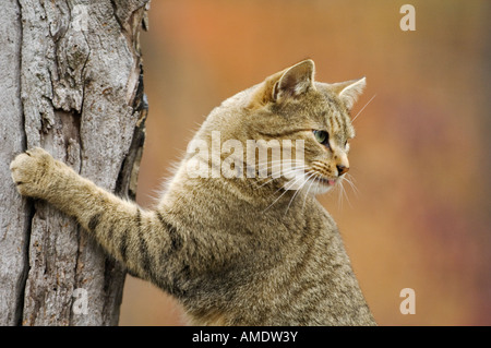 Gray Tabby Cat Using Dead Tree Trunk as Scratching Post Stock Photo