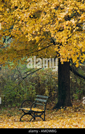 Solitary Park Bench Under Autumn Maple Tree Cherokee Park Louisville Kentucky Stock Photo