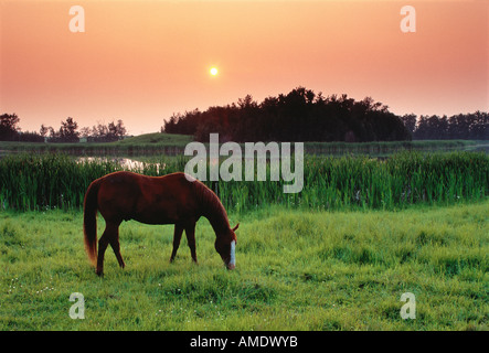 Horse Grazing in Field at Sunset Near Edmonton, Alberta, Canada Stock Photo