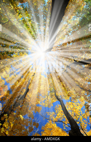 Forest with golden sun rays Stock Photo - Alamy