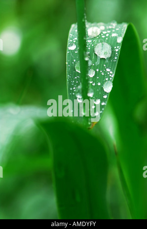 Big water drops on a green grass blade Stock Photo