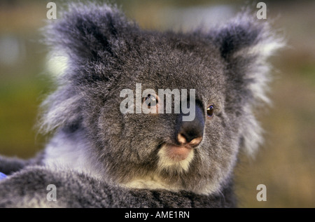 Koala, Australia Stock Photo