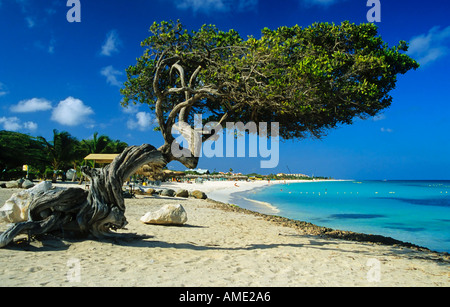 Eagle Beach, Aruba, Lesser Antilles, Caribbean Stock Photo