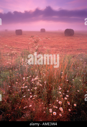 Bales of Hay and Cow Parsnip at Dawn Near Amherst, Nova Scotia, Canada Stock Photo