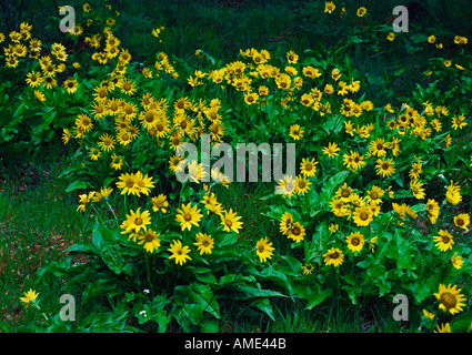 Arrowleaf Balsamroot Balsamorhize Sagittata blooms profusely on dry hillsides in the Western United States each Spring Stock Photo