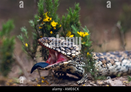 Shingleback or Stumpy tailed lizard Australia Stock Photo
