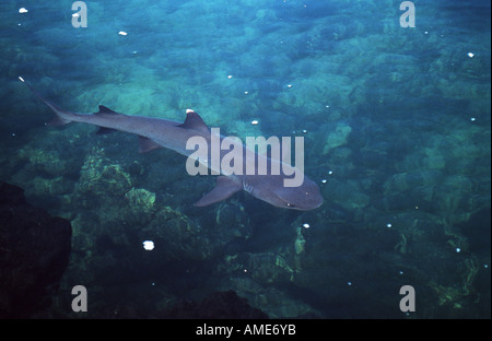 blunthead shark, whitetip reef shark (Triaenodon obesus), Ecuador, Galapagos Islands Stock Photo