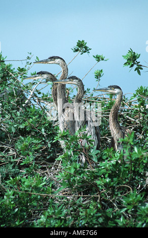 great blue heron (Ardea herodias), four youngs, USA, Florida Stock Photo