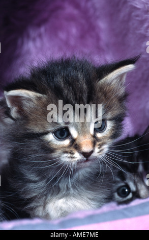 domestic cat, house cat, Norwegian Forest cat (Felis silvestris f. catus), young, six weeks Stock Photo