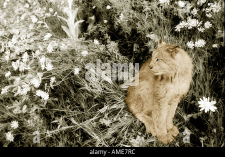 Lynx Sitting in Bushes Stock Photo