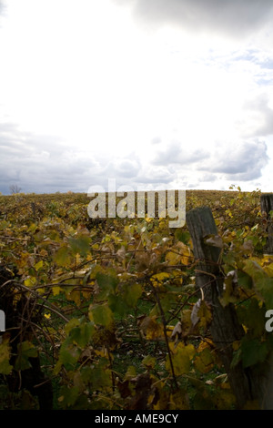 Approaching storm front over a vineyard Stock Photo