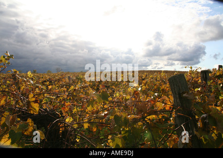 Approaching storm front over a vineyard Stock Photo
