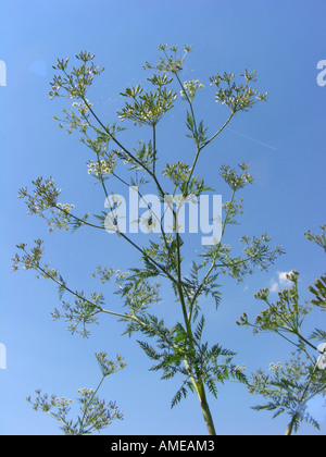 bulbous chervil, parsnip chervil (Chaerophyllum bulbosum), blooming and fruiting against blue sky, Germany, North Rhine-Westpha Stock Photo