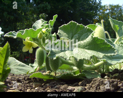 squirting cucumber, Wild Squirting Cucmber (Ecballium elaterium), with flower and fruits Stock Photo