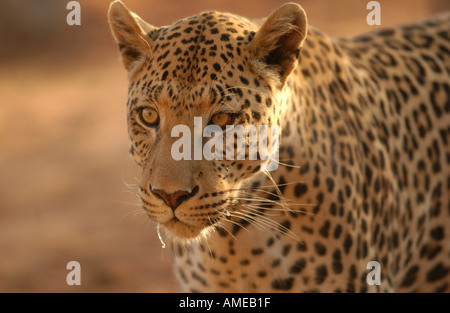 Leopard Africa Stock Photo
