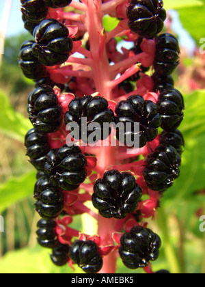 Indian poke, Indian pokeweed, Himalayan Pokeberry (Phytolacca acinosa), ripe fruits Stock Photo