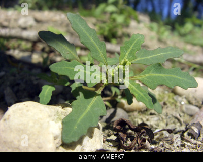oak-leaved goosefoot (Chenopodium glaucum), plant at a river shore on gravelly ground Stock Photo
