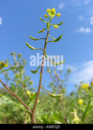 marsh yellow-cress (Rorippa palustris), inflorescence (raceme) Stock Photo