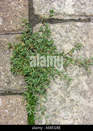 small-leaved knotgrass, oval-leaf knotweed (Polygonum arenastrum, Polygonum aviculare ssp. arenastrum), on a sidewalk Stock Photo