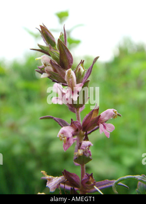 Red Bartsia (Odontites vulgaris, Odontites rubra), inflorescence Stock Photo