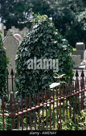 Gravestone covered in ivy, hedera helix, known as English ivy Stock Photo