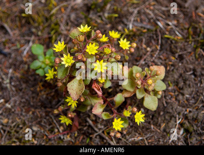 Yellow wildflower Aichryson punctatum in Garajonay National Park, La Gomera, Canary Islands. Stock Photo