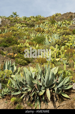 Agave and prickly pear on the slopes of Roque de Imada north of Alajero in the arid southern area of La Gomera, Canary Islands Stock Photo