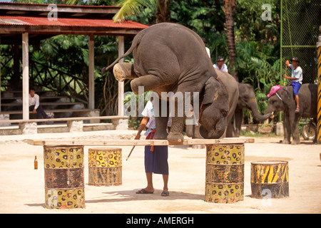 Elephant show, Nong Nooch, Pattaya, Thailand Stock Photo