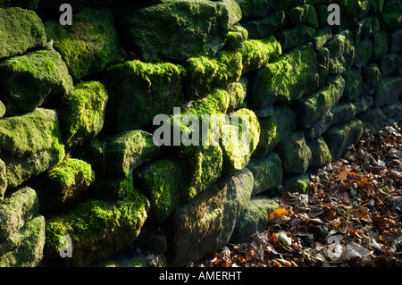 Moss on a dry stone wall picked out by raking sunlight Stock Photo