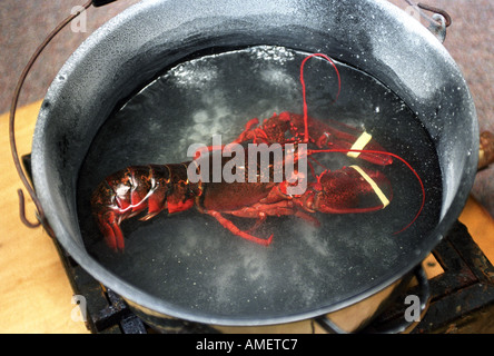 A LOBSTER IN A POT OF BOILING WATER AT A DEMONSTRATION OF THE HUMANE CRUSTACEAN STUNNER AT THE UNIVERSITY OF BRISTOL VETERINARY Stock Photo