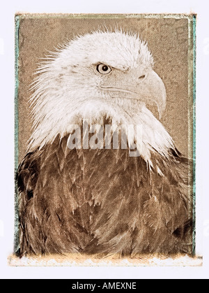 Portrait of Bald Eagle Stock Photo