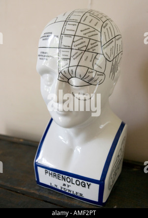 Phrenology model of a head Stock Photo