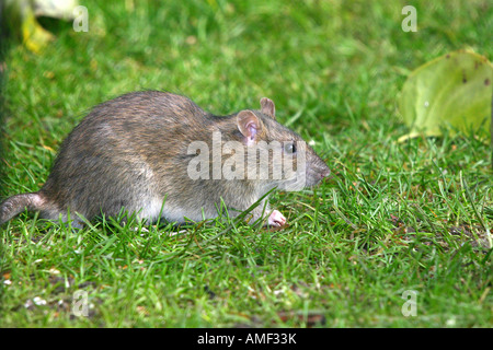 common rat eating peanuts meant for birds. Stock Photo