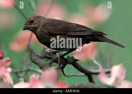Female Brown headed Cowbird Perched in Flowering Dogwood Blossoms Stock Photo
