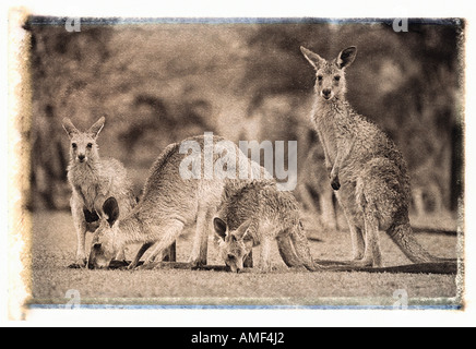 Four Kangaroos in Field Queensland, Australia Stock Photo