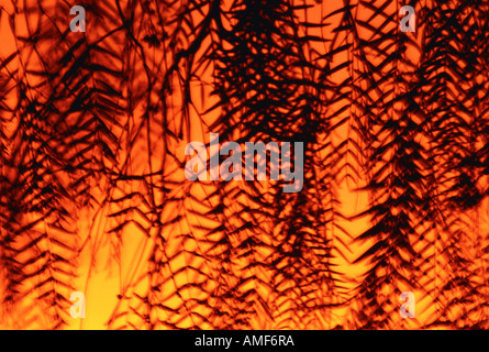 Silhouette of Willow Branches at Sunset, Namaqualand, South Africa Stock Photo