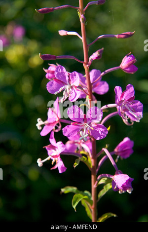 Fireweed wildflower also known as blooming Sally in New Brunswick, Canada. Stock Photo