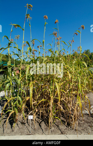 Northern Sugar Cane Sorghum Dow Gardens Midland Michigan Stock Photo