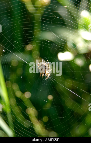 Portrait shot showing spiders web with spider in centre with green background Stock Photo