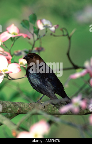 Brown headed Cowbird Perched in Flowering Dogwood - Vertical Stock Photo