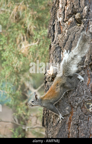 Abert s Squirrel Sciurus aberti Grand Canyon National Park Arizona United States 16 July Adult Sciuridae Stock Photo