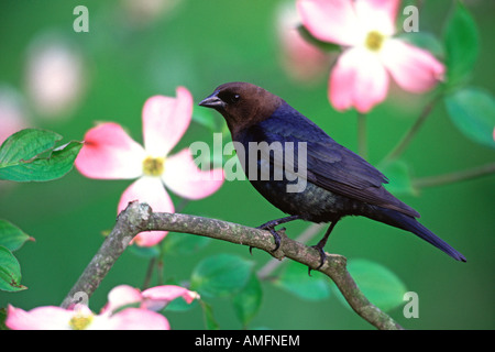 Brown headed Cowbird Perched in Flowering Dogwood Blossoms Stock Photo