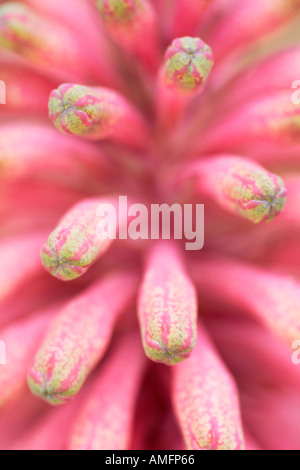 Vertical Close up of petals of pink Forest Lily Veltheimia bracteata Stock Photo